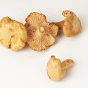 Mushroom Chantrelle