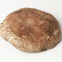 Mushroom Portabello